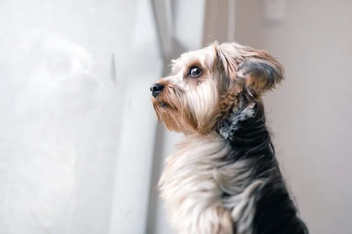 Your dog may be acting weird all of a sudden for health or other reasons that shouldn't be ignored.