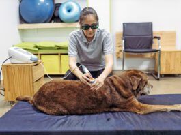 Cold laser therapy for dogs is a treatment for healing wounds faster and treating sore muscles.