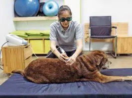 Cold laser therapy for dogs is a treatment for healing wounds faster and treating sore muscles.