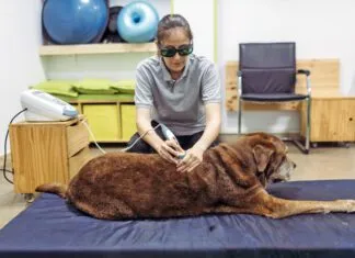 Cold laser therapy for dogs is a treatment for healing wounds faster and treating sore muscles.