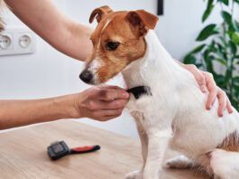 A dog with dry skin can be remedied by bathing less and brushing more frequently.