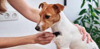 A dog with dry skin can be remedied by bathing less and brushing more frequently.