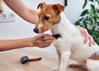 A dog with dry skin can be remedied by bathing less and brushing more frequently.