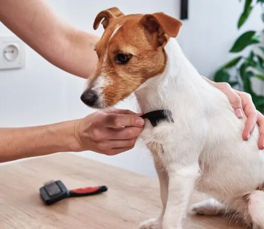 A dog with dry skin can be remedied by bathing less and brushing more frequently.