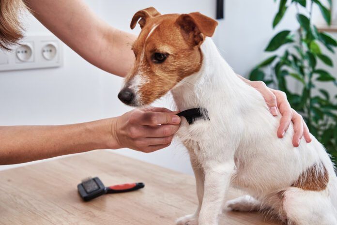 A dog with dry skin can be remedied by bathing less and brushing more frequently.