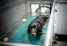 Hydrotherapy for dogs can help them build strength while recovering from injuries or illness.