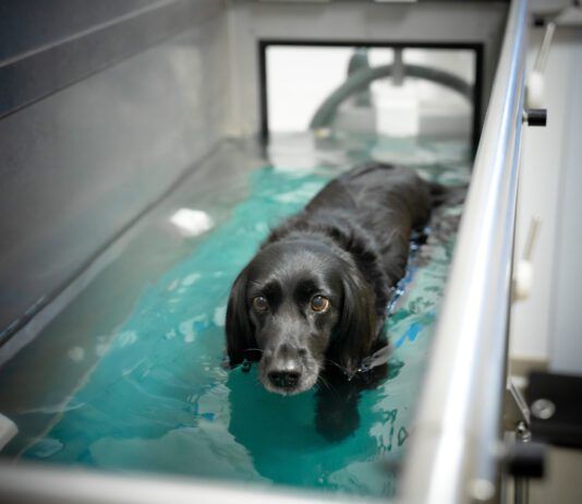 Hydrotherapy for dogs can help them build strength while recovering from injuries or illness.