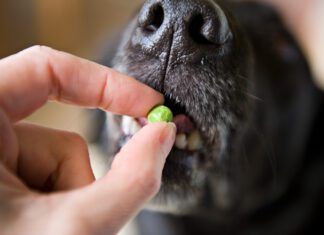 Pea free dog food is not a requirement for most dogs as they can ingest pea protein without issue.