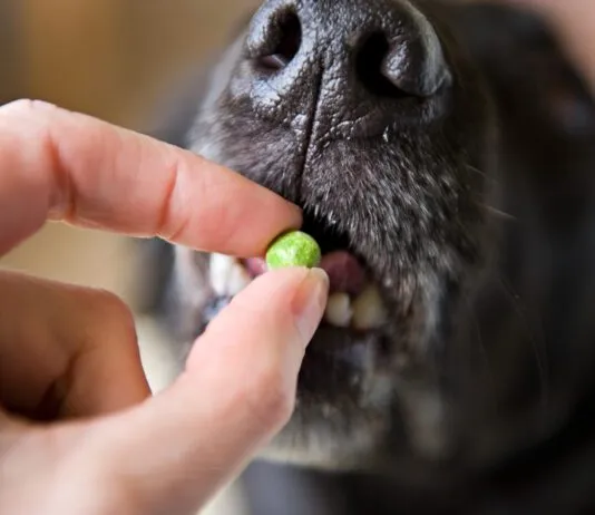 Pea free dog food is not a requirement for most dogs as they can ingest pea protein without issue.