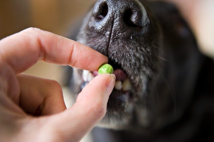 Pea free dog food is not a requirement for most dogs as they can ingest pea protein without issue.