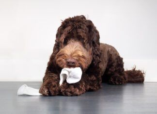 When your dog eats a sock or foreign object it can be a medical emergency.