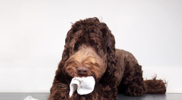 When your dog eats a sock or foreign object it can be a medical emergency.