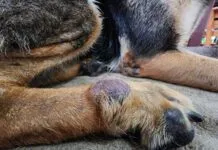 Dog skin cancer can manifest as more than just a black spot with any lump or bump needing investigation.