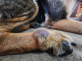Dog skin cancer can manifest as more than just a black spot with any lump or bump needing investigation.