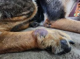 Dog skin cancer can manifest as more than just a black spot with any lump or bump needing investigation.