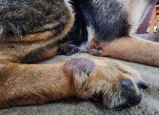 Dog skin cancer can manifest as more than just a black spot with any lump or bump needing investigation.