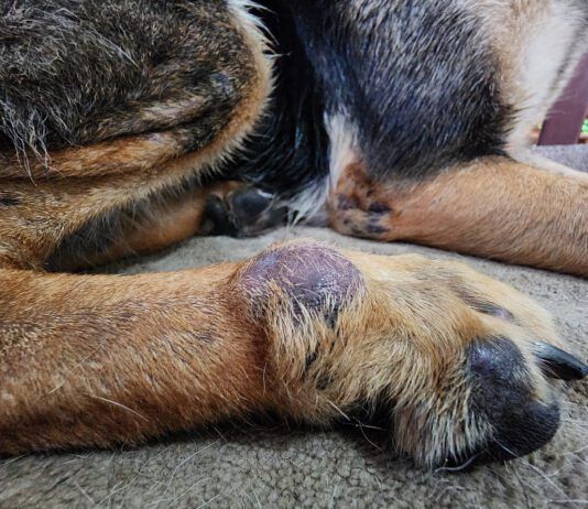 Dog skin cancer can manifest as more than just a black spot with any lump or bump needing investigation.