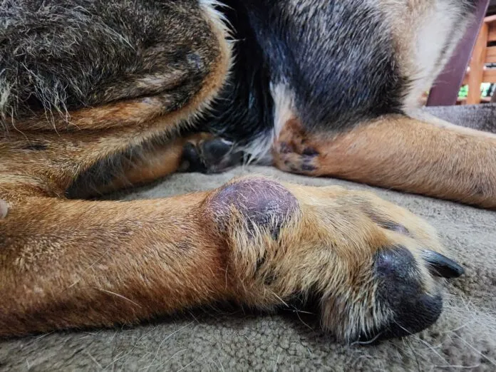 Dog skin cancer can manifest as more than just a black spot with any lump or bump needing investigation.