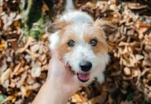 Dog winks and blinks can be used to communicate with your dog.