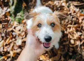 Dog winks and blinks can be used to communicate with your dog.