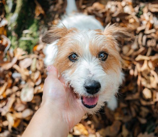 Dog winks and blinks can be used to communicate with your dog.