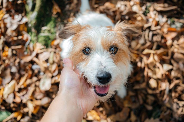 Dog winks and blinks can be used to communicate with your dog.