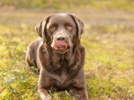 A dogs dry cracked nose can indicate a problem or it might be nothing.