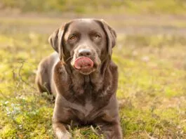 A dogs dry cracked nose can indicate a problem or it might be nothing.