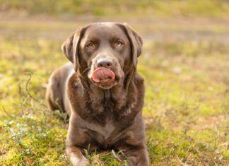 A dogs dry cracked nose can indicate a problem or it might be nothing.