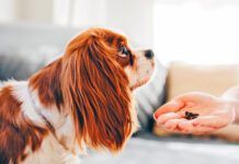 The best healthy dog treats balance reward and nutrition.