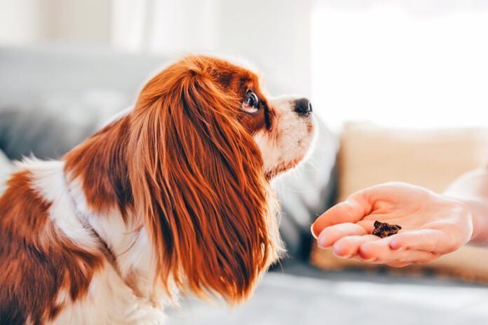 The best healthy dog treats balance reward and nutrition.