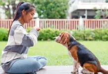 The five golden rules of dog training provide consistent positive reinforcement.