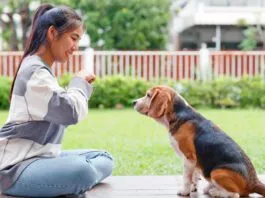 The five golden rules of dog training provide consistent positive reinforcement.