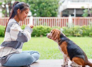 The five golden rules of dog training provide consistent positive reinforcement.