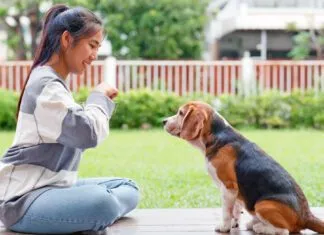 The five golden rules of dog training provide consistent positive reinforcement.