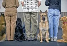 How much does dog training cost? It depends on the type of training and how much is needed.