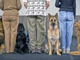 How much does dog training cost? It depends on the type of training and how much is needed.