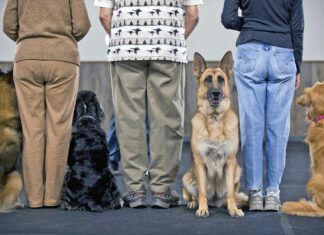 How much does dog training cost? It depends on the type of training and how much is needed.