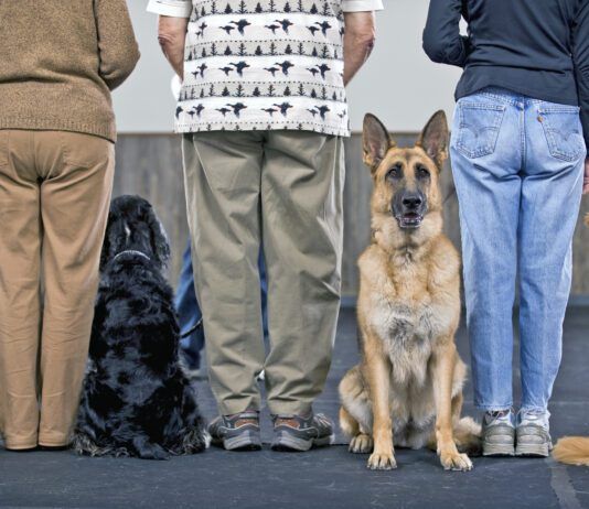 How much does dog training cost? It depends on the type of training and how much is needed.