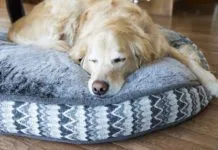 There are several tricks in knowing how to wash a dog that can make the difference in keeping it clean.