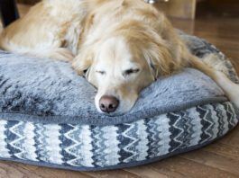 There are several tricks in knowing how to wash a dog that can make the difference in keeping it clean.