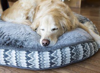 There are several tricks in knowing how to wash a dog that can make the difference in keeping it clean.