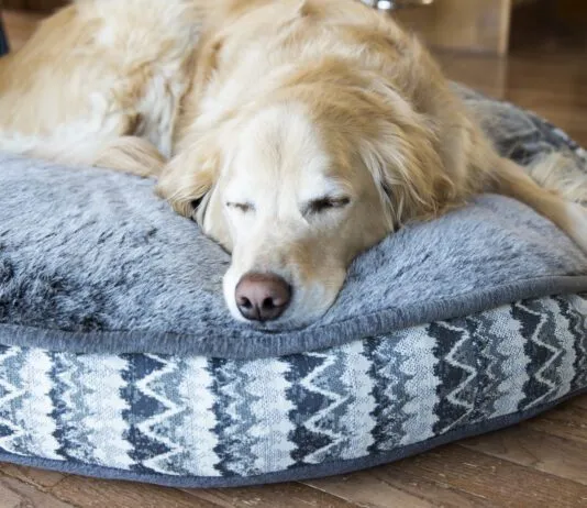 There are several tricks in knowing how to wash a dog that can make the difference in keeping it clean.