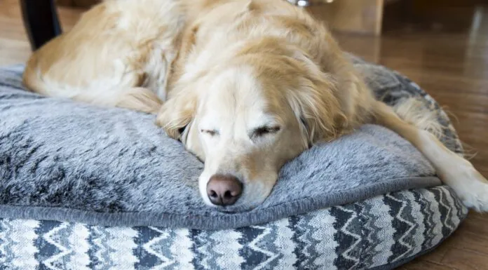 There are several tricks in knowing how to wash a dog that can make the difference in keeping it clean.