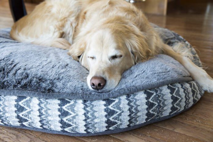 There are several tricks in knowing how to wash a dog that can make the difference in keeping it clean.