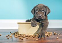 The best meat for dogs is a diet that includes balanced nutrition.