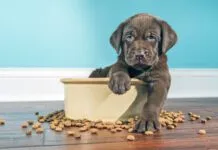 The best meat for dogs is a diet that includes balanced nutrition.