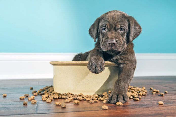 The best meat for dogs is a diet that includes balanced nutrition.