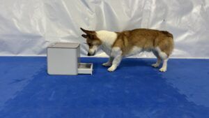 The best remote dog treat dispenser for noise sensitive dogs is the Petsafe Teach & Treat.
