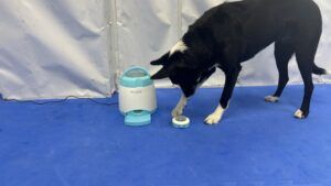 Some remote dog treat dispensers offer a solid experience but lack versatility.